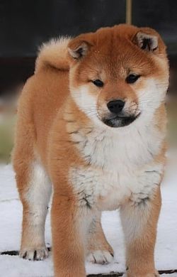 picture of dog