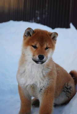 picture of dog
