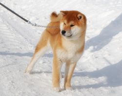 picture of dog
