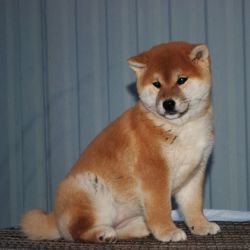 picture of dog