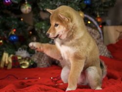 picture of dog