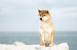 picture of dog