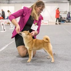 picture of dog