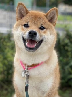 picture of dog