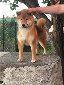 picture of dog