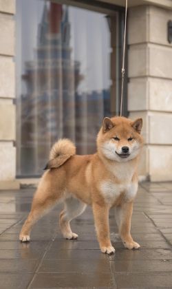 picture of dog
