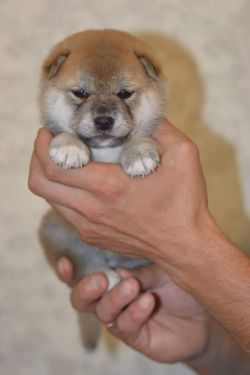 picture of dog