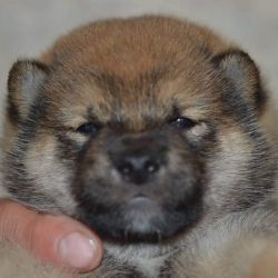 picture of dog
