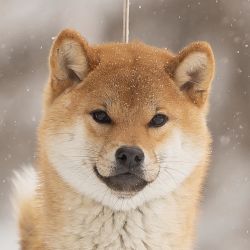 picture of dog