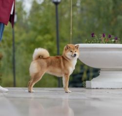 picture of dog