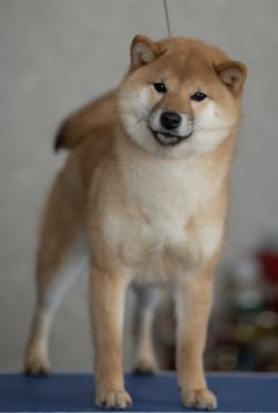 picture of dog