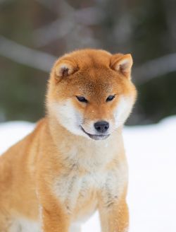picture of dog