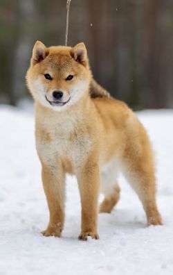 picture of dog