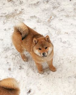 picture of dog