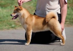 picture of dog
