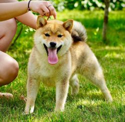 picture of dog