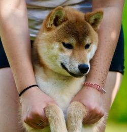 picture of dog