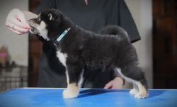 picture of dog