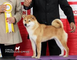 picture of dog