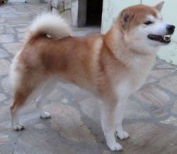 picture of dog