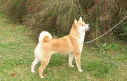 picture of dog
