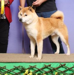 picture of dog