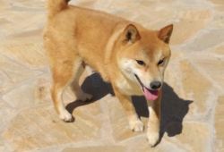 picture of dog