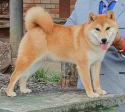 picture of dog