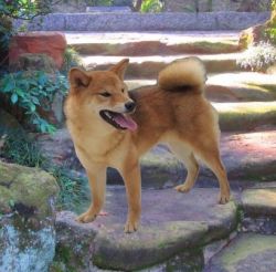 picture of dog