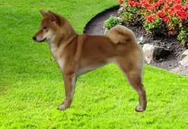 picture of dog