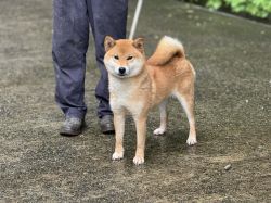 picture of dog