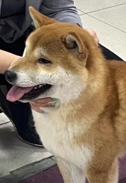 picture of dog