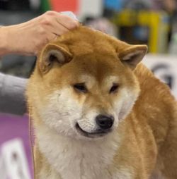 picture of dog