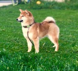 picture of dog