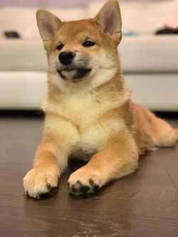 picture of dog