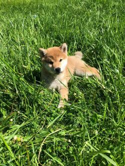picture of dog