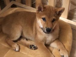 picture of dog