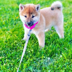 picture of dog