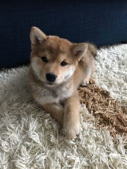 picture of dog