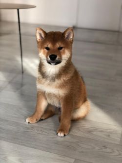 picture of dog