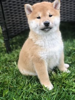 picture of dog