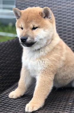 picture of dog