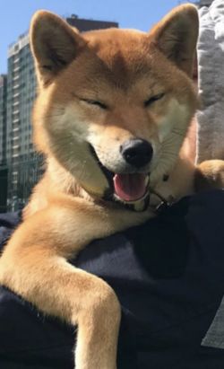 picture of dog