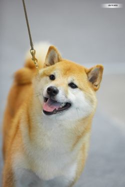 picture of dog