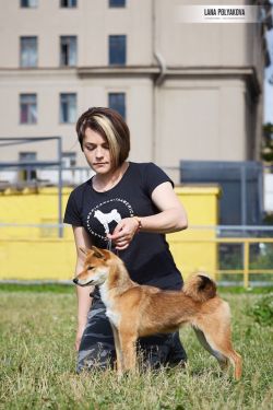 picture of dog