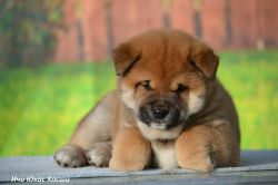 picture of dog