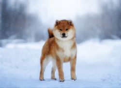 picture of dog