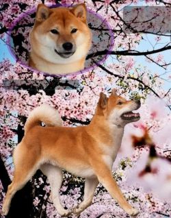 picture of dog