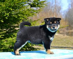 picture of dog