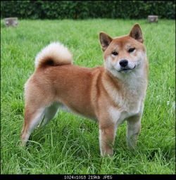 picture of dog
